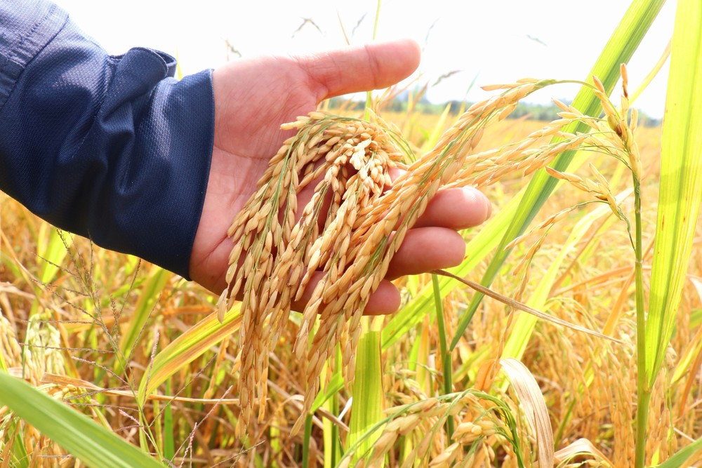 Rice